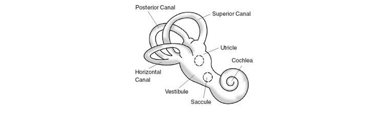 Inner ear diagram